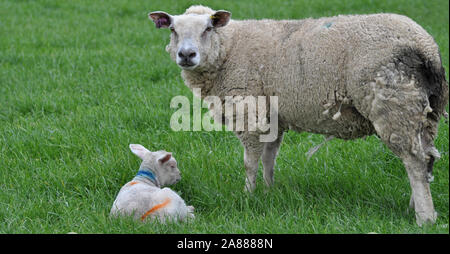 Mutter und Baby Lamm in einem Feld Stockfoto