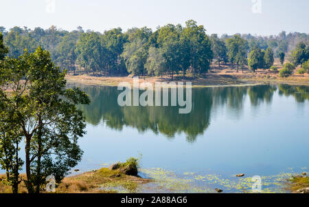 Querformat Zentrale Tala Zone der Bandhavgarh Nationalpark Indien. Im indischen Staat Madhya Pradesh Wald Abteilungen der Umaria und Katni entfernt. T Stockfoto