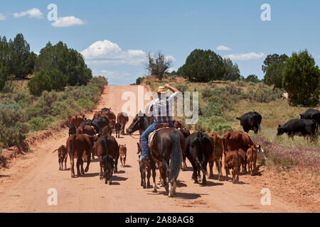 Cowboys gehört, Kühe durch den Bereich im Grand Staircase Escalante, Utah, USA Stockfoto