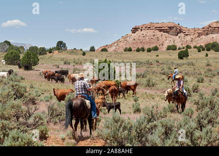 Cowboys gehört, Kühe durch den Bereich im Grand Staircase Escalante, Utah, USA Stockfoto