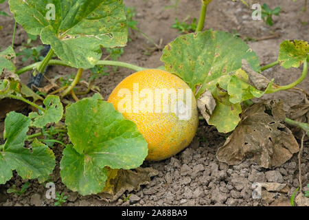 Honigmelone mit grünen Blättern, Ansicht von oben. Eine köstliche reife Melone auf dem Boden liegt im Garten. Die Ernte am Ende des Sommers. Stockfoto