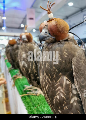 Eine Jagd Falcon mit einer Haube über dem Kopf während der Falcon Festival Stockfoto