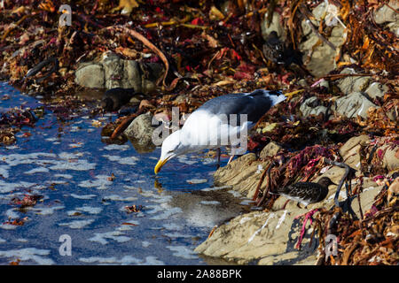 Amerikanische Silbermöwe, Larus smithsonianus, an einem Felsen Pool, Cambria, Kalifornien, Vereinigte Staaten von Amerika Stockfoto