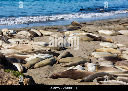 Weibliche Seeelefanten, Mirounga leonina Angustirostris, am Piedras Blancas rookery, San Simeon, Pacific Coast Highway, SR 1, Kalifornien, USA Stockfoto