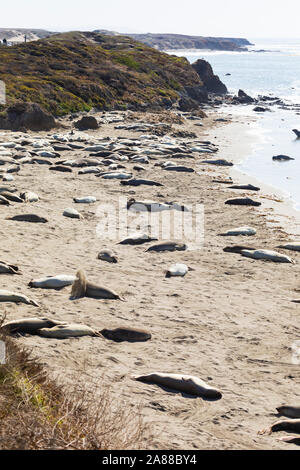 Weibliche Seeelefanten, Mirounga leonina Angustirostris, am Piedras Blancas rookery, San Simeon, Pacific Coast Highway, SR 1, Kalifornien, USA Stockfoto