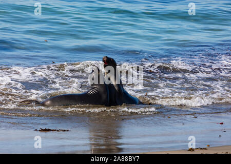 Weibliche Seeelefanten kämpfen im Meer, Mirounga leonina Angustirostris, am Piedras Blancas rookery, San Simeon, Kalifornien, Vereinigte Staaten von Amerika Stockfoto