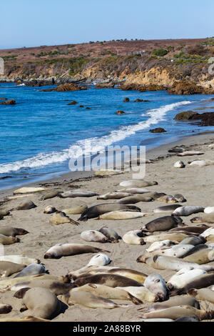 Weibliche Seeelefanten, Mirounga leonina Angustirostris, am Piedras Blancas rookery, San Simeon, Pacific Coast Highway, SR 1, Kalifornien, USA Stockfoto