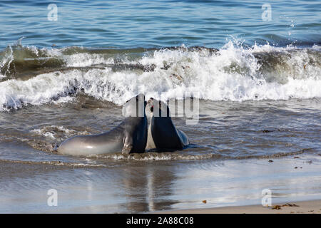 Weibliche Seeelefanten kämpfen im Meer, Mirounga leonina Angustirostris, am Piedras Blancas rookery, San Simeon, Kalifornien, Vereinigte Staaten von Amerika Stockfoto