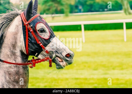 Pferd Kopf Rennen reiten Sport jockeys Wettbewerb Pferde laufen Aquarell Malerei illustration Stockfoto