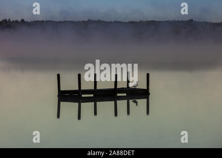 Eine gemeinsame Loon sitzt auf einer Plattform an einem nebligen Sonnenaufgang morgen auf Forellen See im Northwoods Dorf Boulder Junction, Wisconsin. Stockfoto