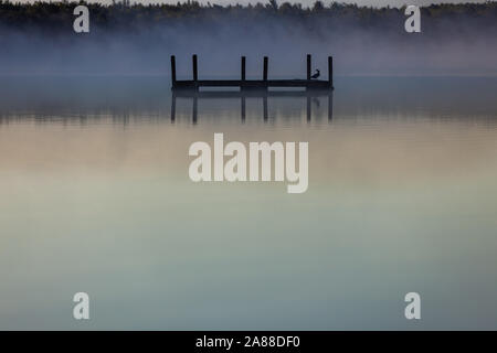 Eine gemeinsame Loon sitzt auf einer Plattform an einem nebligen Sonnenaufgang morgen auf Forellen See im Northwoods Dorf Boulder Junction, Wisconsin. Stockfoto