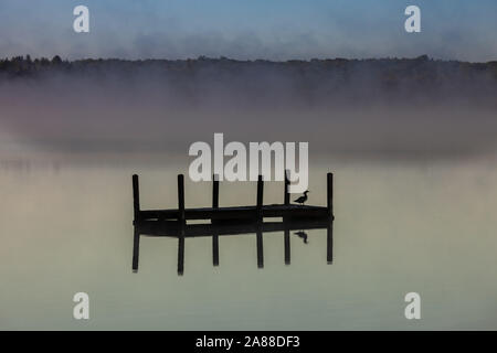 Eine gemeinsame Loon sitzt auf einer Plattform an einem nebligen Sonnenaufgang morgen auf Forellen See im Northwoods Dorf Boulder Junction, Wisconsin. Stockfoto