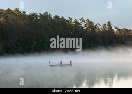 Eine gemeinsame Loon sitzt auf einer Plattform an einem nebligen Sonnenaufgang morgen auf Forellen See im Northwoods Dorf Boulder Junction, Wisconsin. Stockfoto