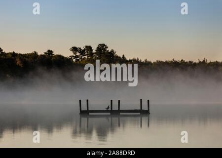 Eine gemeinsame Loon sitzt auf einer Plattform an einem nebligen Sonnenaufgang morgen auf Forellen See im Northwoods Dorf Boulder Junction, Wisconsin. Stockfoto