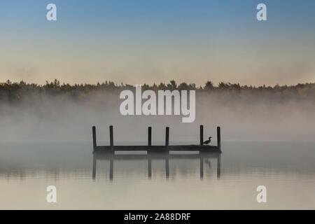 Eine gemeinsame Loon sitzt auf einer Plattform an einem nebligen Sonnenaufgang morgen auf Forellen See im Northwoods Dorf Boulder Junction, Wisconsin. Stockfoto