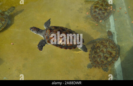 Baby Schildkröten schwimmen im Meerwasser Pool Stockfoto