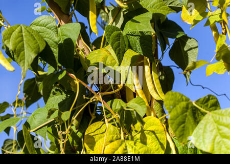 Gewöhnliche Bohnen Phaseolus vulgaris „Borlotto di Vigevano“ auf Weinbohnen Anbau Phaseolus Pflanzengärtner Pflanzensamen pflanzlicher Pflanzen Stockfoto