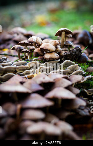 Pilzen. Flache und enge Fokussierung auf einen Haufen Pilze wachsen auf einer englischen Wald. Stockfoto