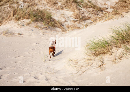Zwergpinscher Hund im Freien zu Fuß am Sandstrand. Stockfoto