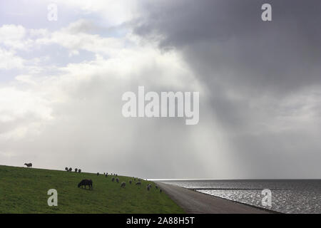 Weidende Schafe am Deich in der Nähe des Wattenmeeres in Friesland Niederlande unter einem stürmischen Himmel der Hintergrundbeleuchtung Stockfoto
