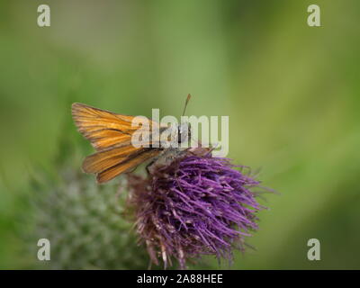 Kleine Skipper Schmetterling auf Distel, Savernake Wald Stockfoto