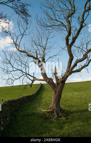 Um die UK-Lancashire - ein toter Baum Stockfoto