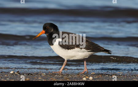 Eurasischer Austernfischer, Spaziergang am Strand Stockfoto