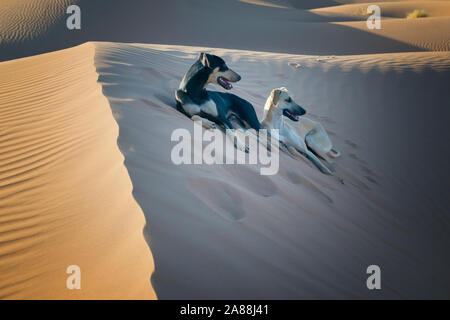 Zwei Sloughi Hunde (1001) auf einer Sanddüne in der Wüste Sahara in Marokko. Stockfoto