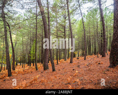 Foto eines Waldes von Kastanien und Pinien im Herbst mit gelben Blätter auf dem Boden Stockfoto