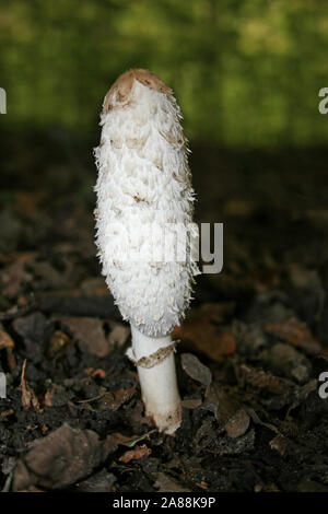Shaggy Inkcap oder der Anwalt der Perücke, Coprinus comatus Stockfoto