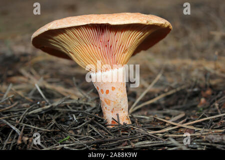 Safran Milch Lactarius Deliciosus Kappe Stockfoto