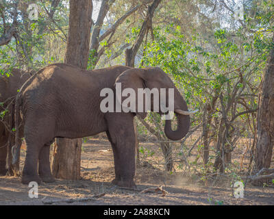 Wildbeobachtung in Südafrika mit einem großen Elefanten unter einer überdachung der Bäume Bild im Querformat isoliert Stockfoto