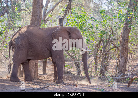 Wildbeobachtung in Südafrika mit einem großen Elefanten unter einer überdachung der Bäume Bild im Querformat isoliert Stockfoto