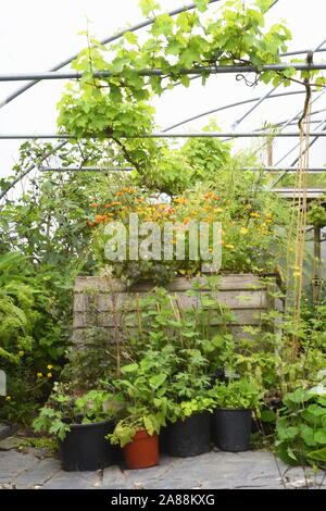 Innenraum eines poly Tunnel am Zentrum für Alternative Technologie in Pantperthog, Wales, Großbritannien Stockfoto