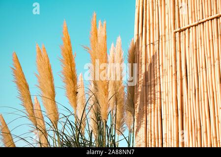 Pampas Gras Federn. Crema Farbe flauschige Pflanzen hautnah. Flauschigen gefiederten Anlage Stockfoto