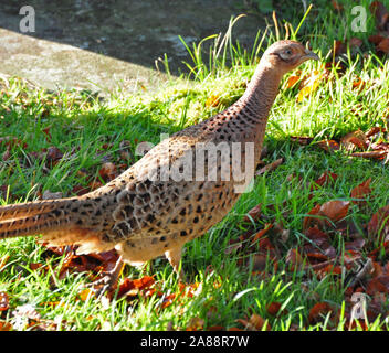 Henne Fasane im Feld Stockfoto