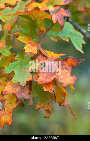 Schleswig, Deutschland. 13 Okt, 2019. 13.10.2019, autumnally bunte Blätter von einem scharlachroten Eiche (Quercus coccinea) in feuchten, kalten Herbst Wetter in Schleswig. Rosids, Eurosiden I Ordnung: Buche (Fagales), Familie: Buche (Fagaceae) Gattung: Eichen (Quercus) Art: Scarlet Eiche | Verwendung der weltweiten Kredit: dpa/Alamy leben Nachrichten Stockfoto