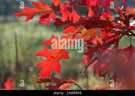 Schleswig, Deutschland. 31 Okt, 2019. 31.10.2019, autumnally bunte Blätter von einem scharlachroten Eiche (Quercus coccinea) in einem schönen Herbst Wetter in Schleswig. Rosids, Eurosiden I Ordnung: Buche (Fagales), Familie: Buche (Fagaceae) Gattung: Eichen (Quercus) Art: Scarlet Eiche | Verwendung der weltweiten Kredit: dpa/Alamy leben Nachrichten Stockfoto