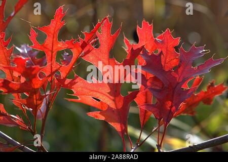 Schleswig, Deutschland. 31 Okt, 2019. 31.10.2019, autumnally bunte Blätter von einem scharlachroten Eiche (Quercus coccinea) in einem schönen Herbst Wetter in Schleswig. Rosids, Eurosiden I Ordnung: Buche (Fagales), Familie: Buche (Fagaceae) Gattung: Eichen (Quercus) Art: Scarlet Eiche | Verwendung der weltweiten Kredit: dpa/Alamy leben Nachrichten Stockfoto