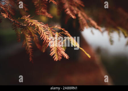 Flache Tiefenschärfe (selektive Fokus) Bild mit Herbst rot und orange Tannennadeln an einem sonnigen Tag. Stockfoto