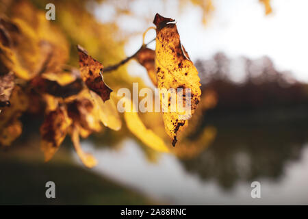 Flache Tiefenschärfe (selektive Fokus) Bild mit Blätter im Herbst an einem sonnigen Tag Stockfoto