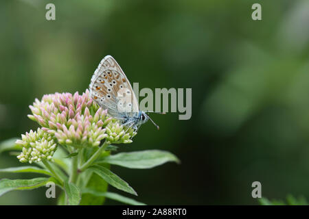 Unterseite eines Chalk Hill blue butterfly (Lysandra coridon) Stockfoto
