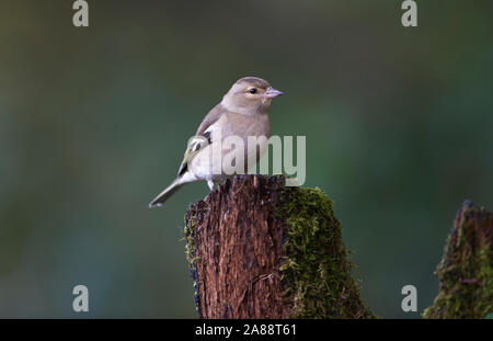 Weibliche Buchfink (Fringilla coelebs) auf einem Baumstumpf im Herbst Stockfoto