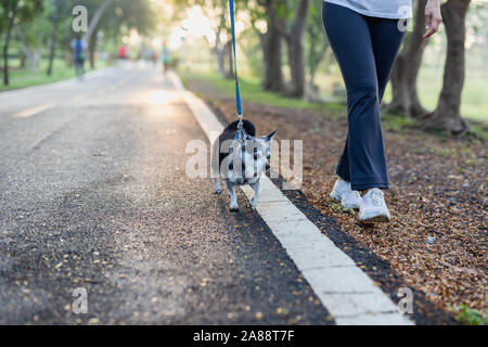 Frau geht mit einem Chihuahua in natürlichen Sonnenaufgang am Morgen. Stockfoto