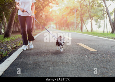 Frau geht mit einem Chihuahua in natürlichen Sonnenaufgang am Morgen. Stockfoto