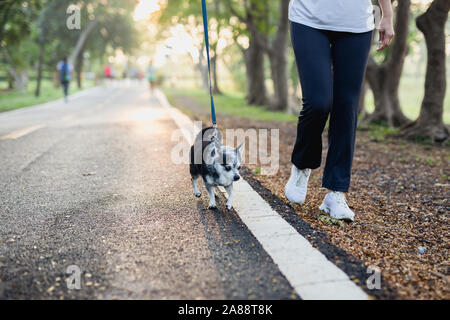 Frau geht mit einem Chihuahua in natürlichen Sonnenaufgang am Morgen. Stockfoto