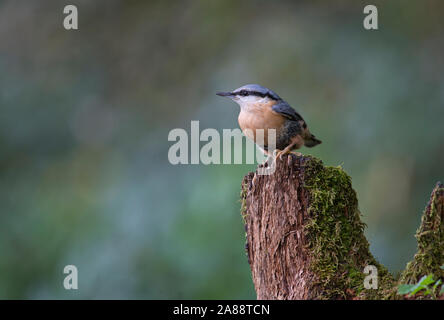 Kleiber (Sitta europaea) auf einem Baumstumpf im Herbst Stockfoto