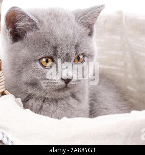 Schottische gerade Kätzchen. Kitty Kaffee Farbe. Isoliert auf weißem Hintergrund. Katze mit Dekorationen Stockfoto