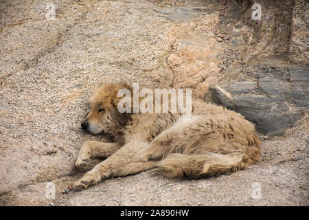 Tibetisch Dogge oder Canis Lupus Familiaris Hund schlafen auf dem Boden in Leh, Ladakh Dorf in Jammu und Kaschmir, Indien im Winter entspannen Stockfoto