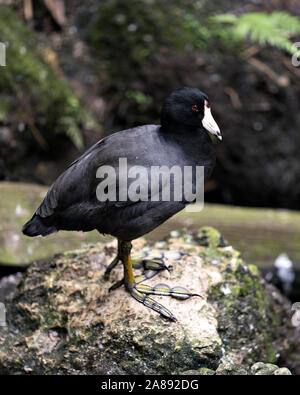 Schwarz Scoter oder Amerikanischen Scoter Vogel in der Nähe vom Wasser, stehend auf einem Felsen mit seinem Kopf, Augen, Schnabel, Füße und schwarzes Gefieder und genießen Ihre en Stockfoto